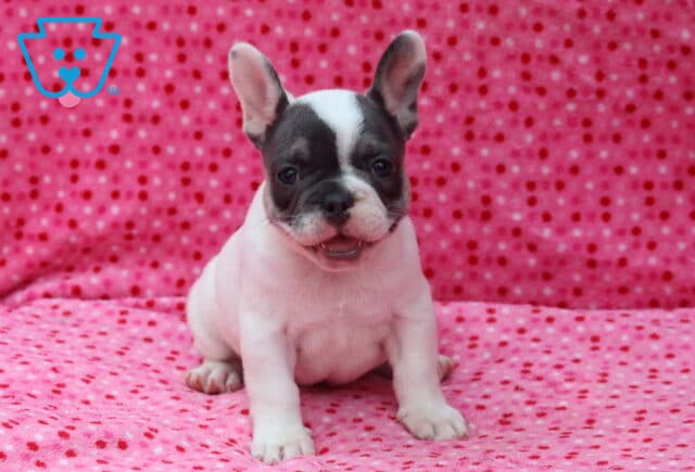 White and blue French Bulldog puppy sitting on a bright pink polka-dot blanket, showing a playful smile, a blue facial mask with a white blaze, and tall perky ears. image