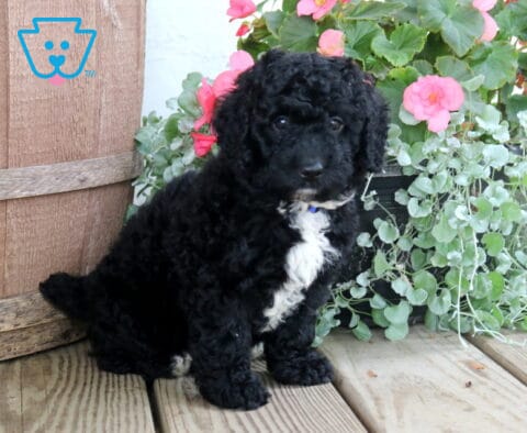 Nala Cockapoo