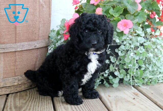 Nala Cockapoo image