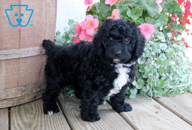 Nala Cockapoo2 image