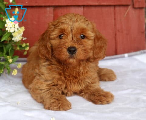 Nala Mini Goldendoodle