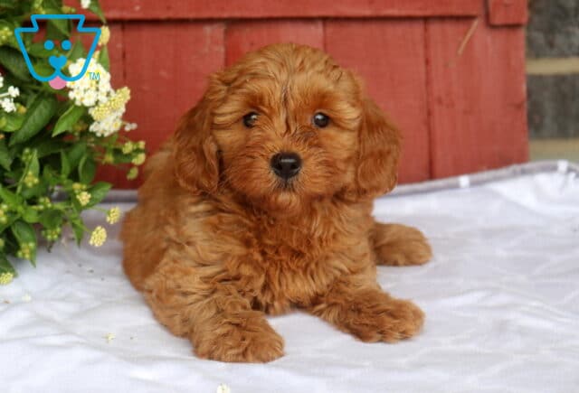 Nala Mini Goldendoodle image