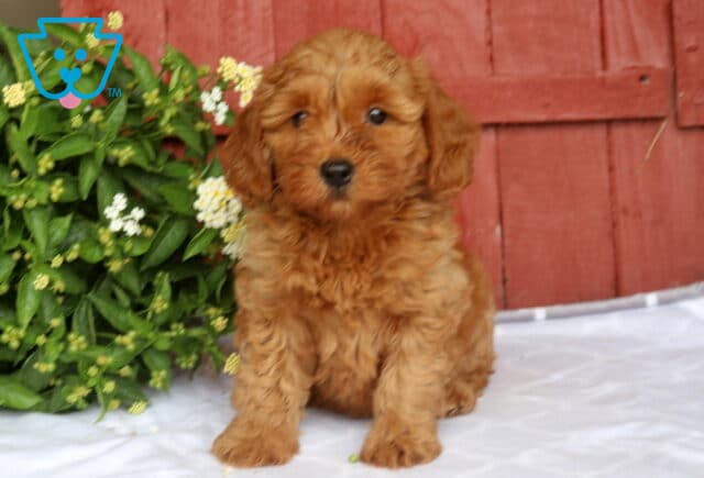 Nala Mini Goldendoodle2 image
