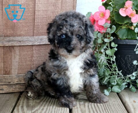 Nash Cockapoo