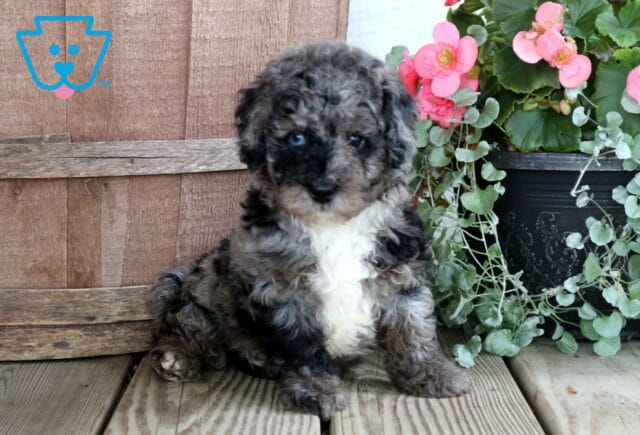 Nash Cockapoo image