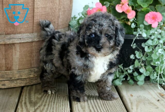 Nash Cockapoo2 image