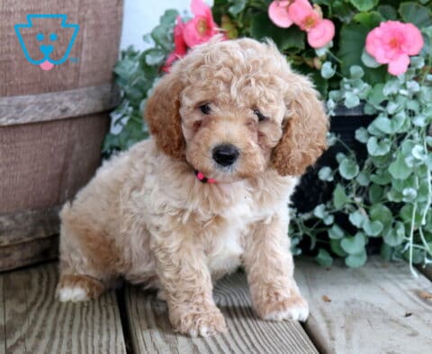 Nate Cockapoo