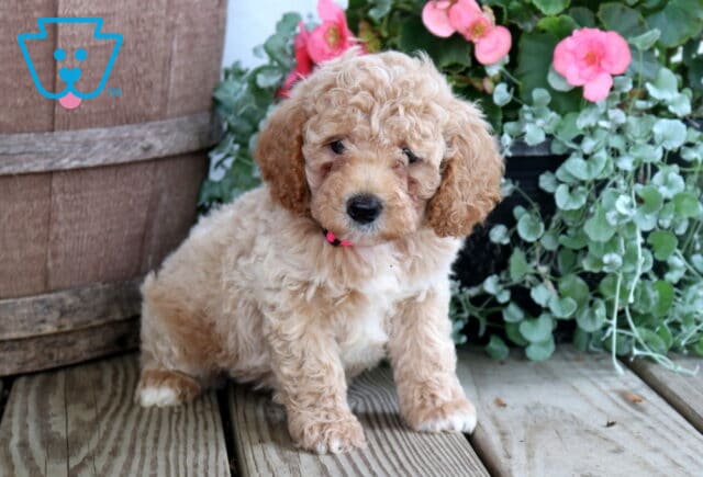 Nate Cockapoo image