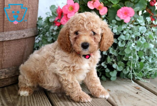 Nate Cockapoo2 image
