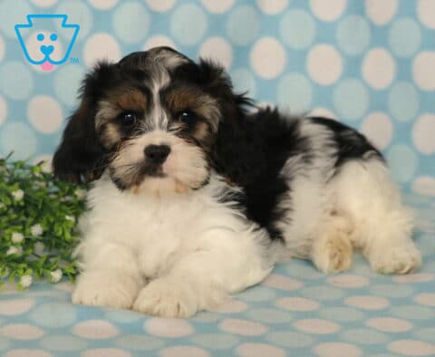 Adorable black, white, and tan Cava Tzu puppy relaxing on a blue polka-dot blanket beside fresh greenery, featuring a fluffy coat, expressive dark eyes, and a sweet, gentle expression.