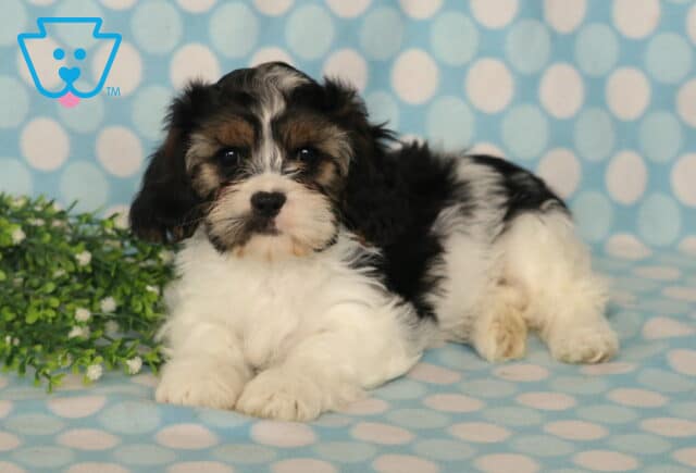 Adorable black, white, and tan Cava Tzu puppy relaxing on a blue polka-dot blanket beside fresh greenery, featuring a fluffy coat, expressive dark eyes, and a sweet, gentle expression. image