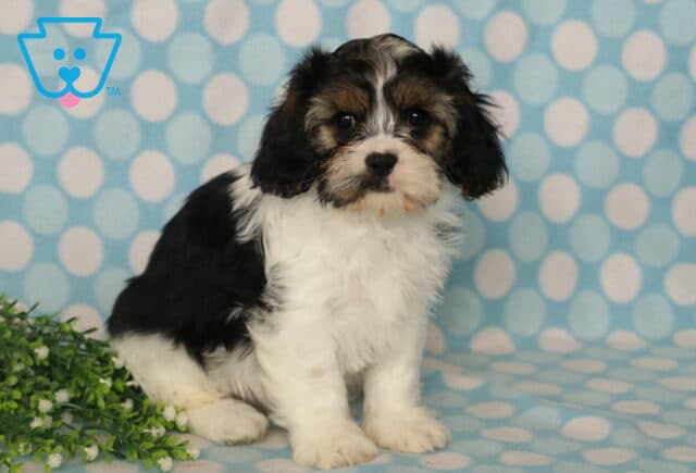 Fluffy black, white, and tan Cava Tzu puppy sitting on a blue polka-dot blanket beside green foliage, showing off a soft coat, bright round eyes, and an alert, curious expression. image