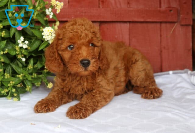 Newton Mini Goldendoodle image