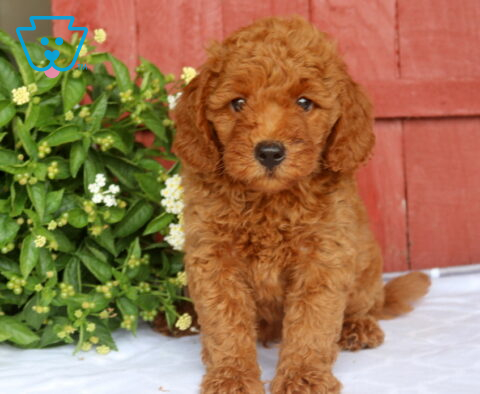 Newton Mini Goldendoodle2