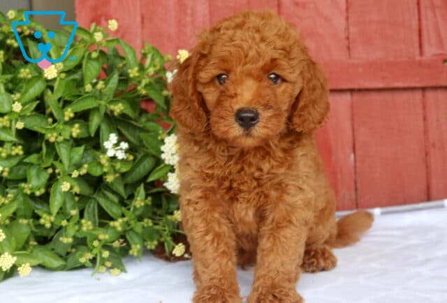 Newton Mini Goldendoodle2 image