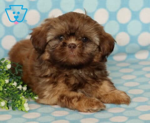 Chocolate Shih Tzu puppy with a fluffy coat and sweet expression lying on a light blue polka dot blanket beside green foliage, looking directly at the camera.