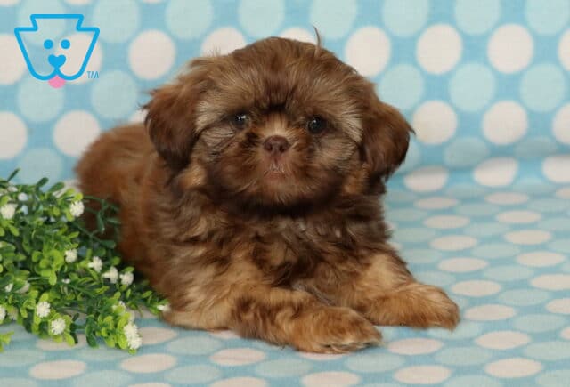 Chocolate Shih Tzu puppy with a fluffy coat and sweet expression lying on a light blue polka dot blanket beside green foliage, looking directly at the camera. image