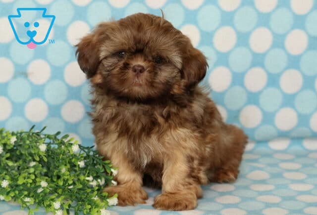 Fluffy chocolate Shih Tzu puppy sitting upright on a light blue polka dot blanket beside green foliage, showing a full, plush coat and an adorable teddy bear face. image