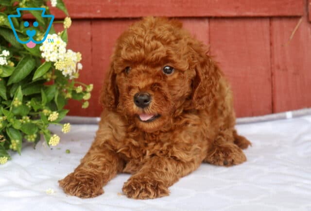 Nick Mini Goldendoodle image