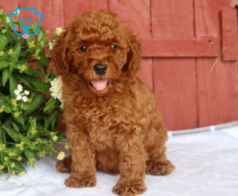 Nick Mini Goldendoodle2