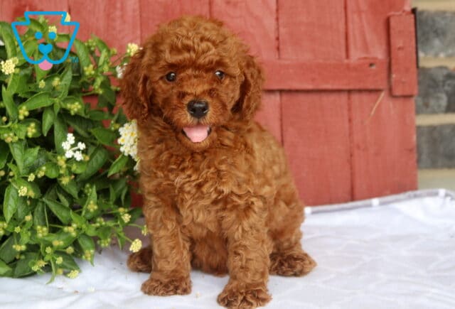 Nick Mini Goldendoodle2 image