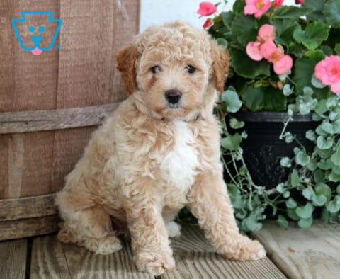 Nori Cockapoo
