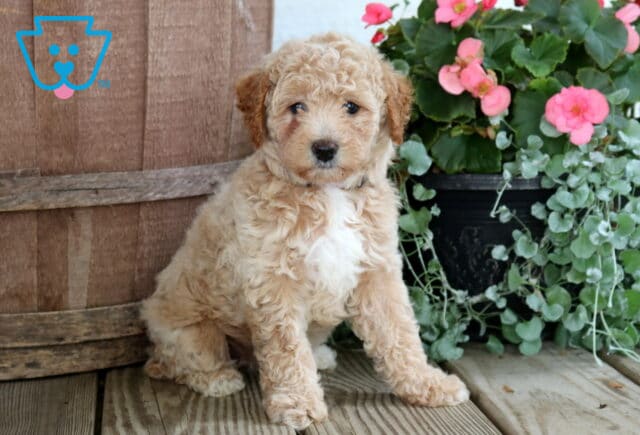 Nori Cockapoo image