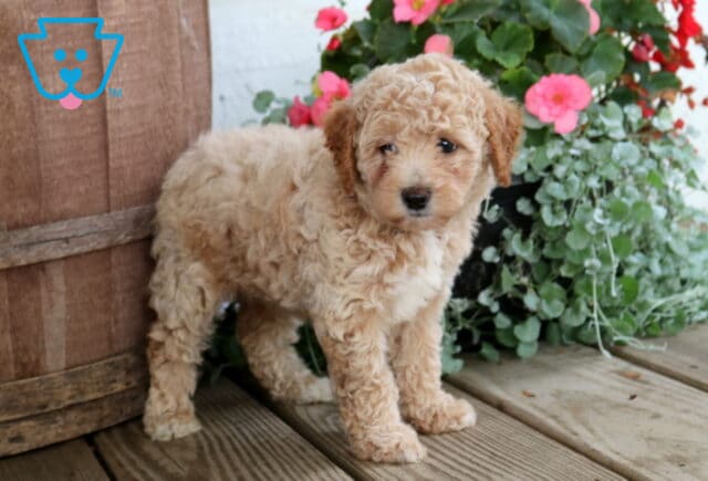 Nori Cockapoo2 image