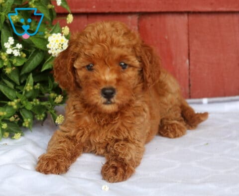Nori Mini Goldendoodle