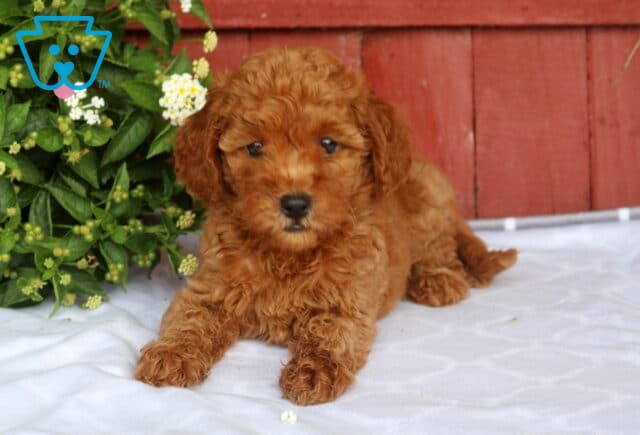 Nori Mini Goldendoodle image