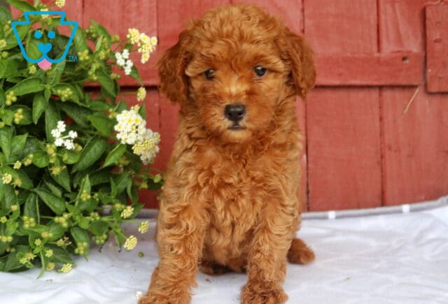 Nori Mini Goldendoodle2 image