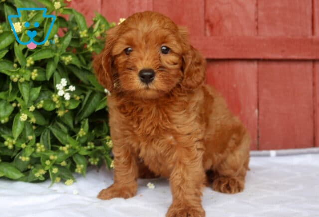 Nova Mini Goldendoodle image