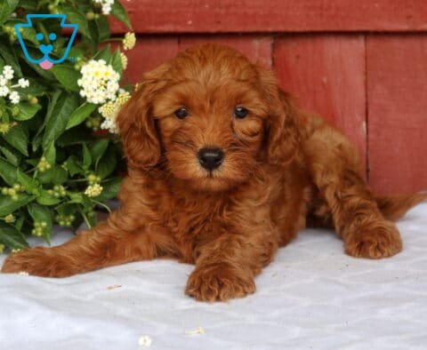Sweet red Mini Goldendoodle puppy relaxing on a soft white blanket beside blooming greenery, with a rustic red wooden backdrop highlighting its fluffy coat and gentle, attentive expression.