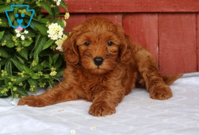 Nova Mini Goldendoodle2 image
