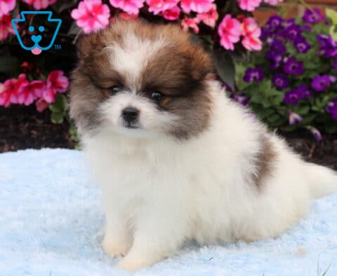 Fluffy white and sable Pomeranian puppy sitting on a soft blue blanket with a thick plush coat, dark button eyes, and a calm expression, framed by colorful pink and purple flowers.