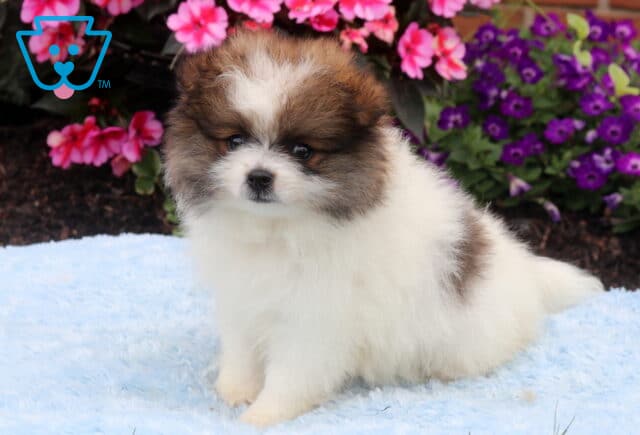 Fluffy white and sable Pomeranian puppy sitting on a soft blue blanket with a thick plush coat, dark button eyes, and a calm expression, framed by colorful pink and purple flowers. image