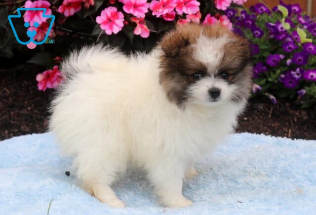 Fluffy white and sable Pomeranian puppy standing on a soft blue blanket with a full plush coat, curled tail, and sweet face, posed in front of vibrant pink and purple garden flowers. image
