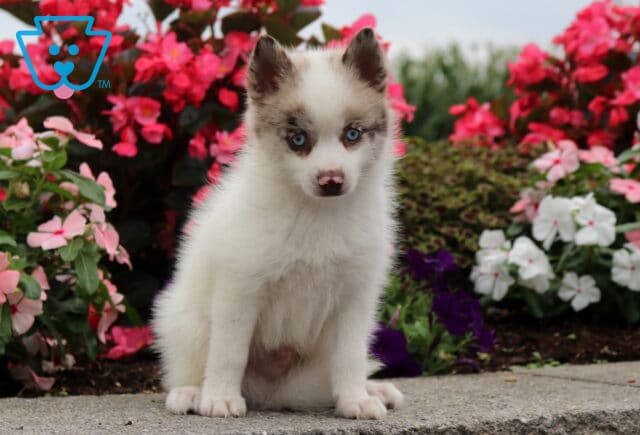 Otis Pomsky image