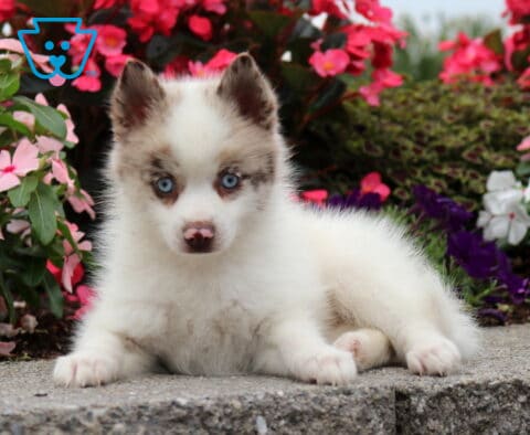 Otis Pomsky2