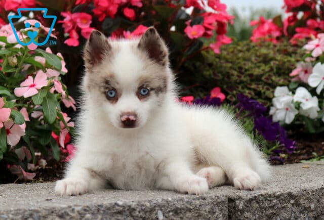 Otis Pomsky2 image