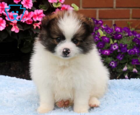 Adorable black, white, and sable Pomeranian puppy sitting on a soft blue blanket, showing a fluffy coat, bright eyes, and a unique speckled nose, with vibrant pink and purple flowers in the background.