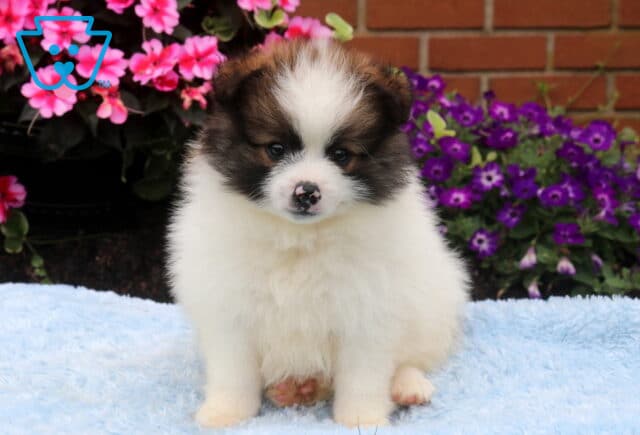 Adorable black, white, and sable Pomeranian puppy sitting on a soft blue blanket, showing a fluffy coat, bright eyes, and a unique speckled nose, with vibrant pink and purple flowers in the background. image