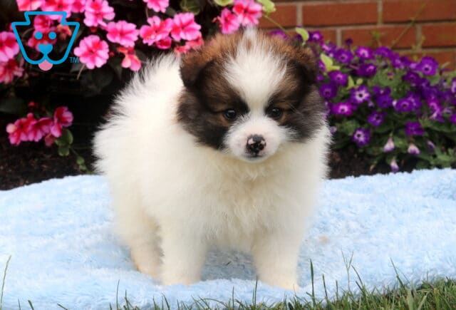 Fluffy white and sable Pomeranian puppy standing on a soft blue blanket, featuring a full plush coat, speckled pink-and-black nose, and sweet expression, with bright pink and purple flowers in the background. image