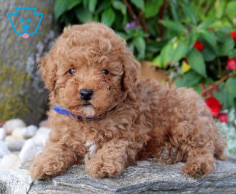 Paddington Mini Poodle