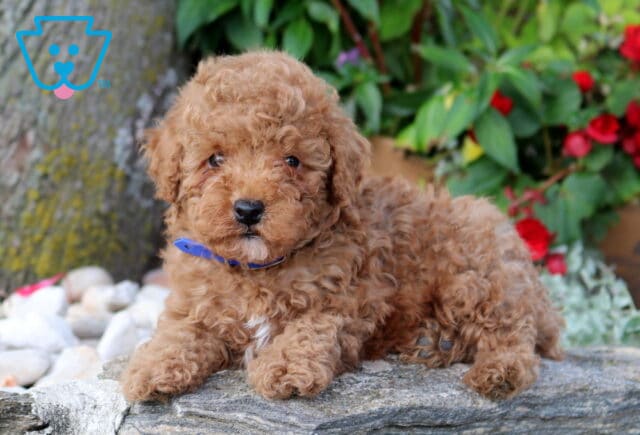 Paddington Mini Poodle image