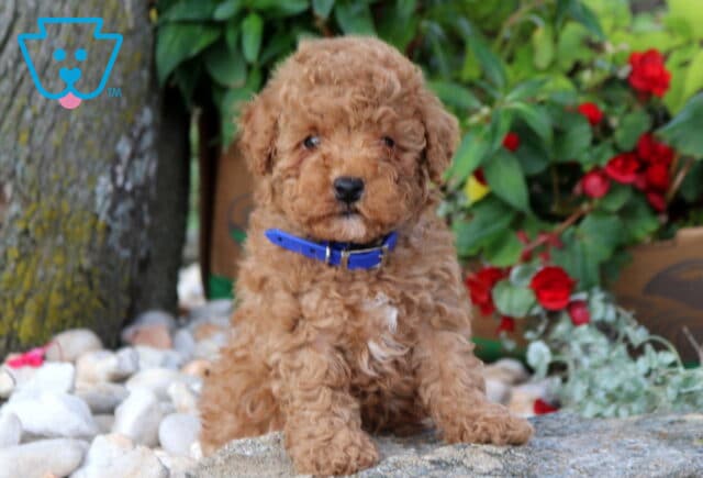 Paddington Mini Poodle2 image