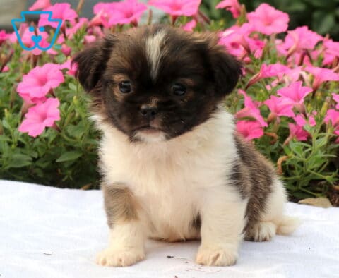 Adorable black, white, and tan Shih Tzu puppy sitting on a white blanket with a striking white blaze down its forehead, fluffy white chest, and bright pink petunias creating a colorful garden backdrop.