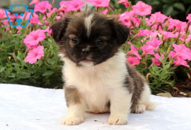 Adorable black, white, and tan Shih Tzu puppy sitting on a white blanket with a striking white blaze down its forehead, fluffy white chest, and bright pink petunias creating a colorful garden backdrop. image