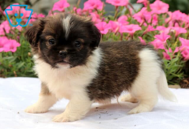 Sweet black and white Shih Tzu puppy with tan accents standing on a white blanket, showing off its fluffy coat, bright white chest, and a neatly centered white forehead stripe against a backdrop of vibrant pink flowers. image