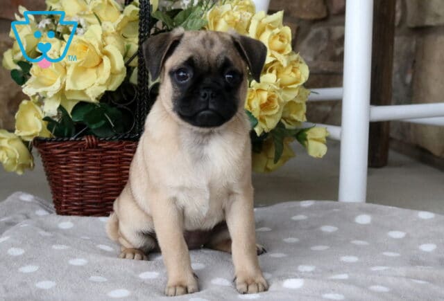 Sweet fawn Jug puppy with a black muzzle sitting tall on a soft gray polka-dot blanket, posing calmly in front of a rustic basket overflowing with bright yellow roses. image